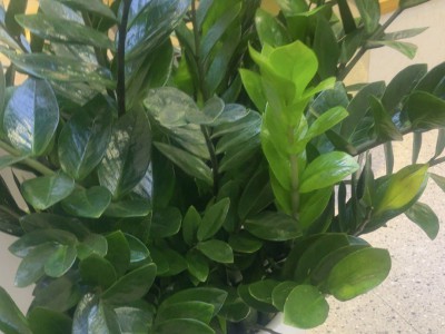 绿植叶片清洁小技巧，光亮翠绿长势佳