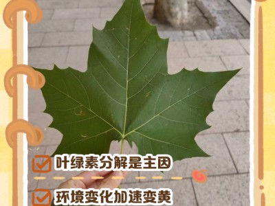 树叶秋天为何变黄？叶绿素的“生命周期”