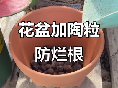 花盆底部排水小技巧，避免烂根绿植长势好