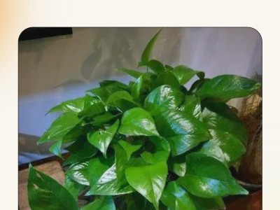 绿植养护小技巧，新手也能养爆盆