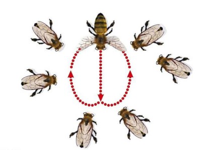 蜜蜂跳舞：自然界的“信息密码”