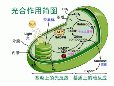 光合作用：地球生命的能量之源