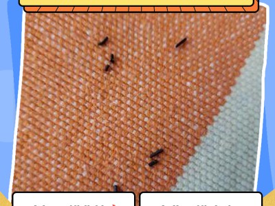 居家除螨小技巧：远离螨虫，守护家人健康