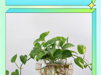 新手养绿萝不黄叶、不烂根小技巧，四季常青，好养易活