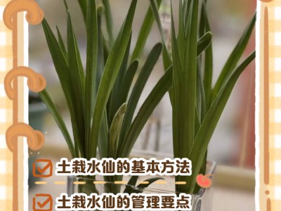 花盆土壤改良小技巧，绿植长势更旺盛