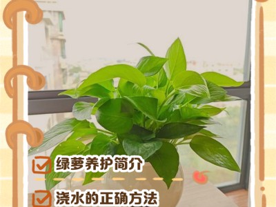 绿植养护小技巧，新手也能养好，枝叶繁茂不黄叶